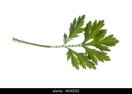 Beifuß, Gewöhnlicher Beifuß, Beifuss, Artemisia vulgaris, Beifuß, Wermut, wilder Wermut, Wermut. L'Armoise Kommune, L'Armoise citronnelle Stockfoto