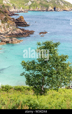 Auf der Suche nach unten von der Küste weg auf einem Baum auf den Klippen oberhalb der Bucht Petit Bot auf der schönen robusten Südküste von Guernsey, Kanalinseln, Großbritannien Stockfoto