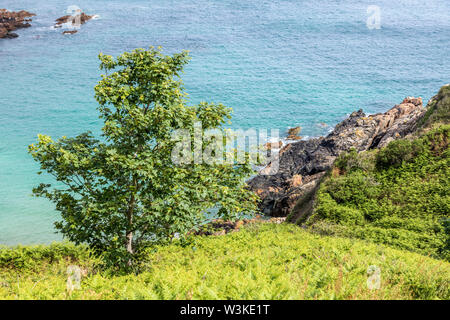 Auf der Suche nach unten von der Küste weg auf einem Baum auf den Klippen oberhalb der Bucht Petit Bot auf der schönen robusten Südküste von Guernsey, Kanalinseln, Großbritannien Stockfoto