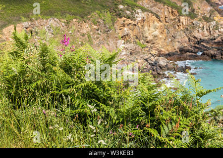 Wilde Blumen und Farnen, neben der Küste auf den Klippen oberhalb der Bucht Petit Bot auf der schönen robusten Südküste von Guernsey, Kanalinseln, Großbritannien Stockfoto