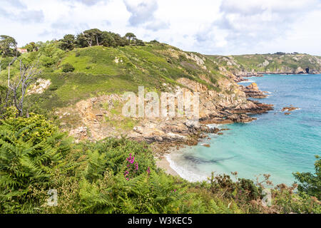 Wilde Blumen und Farnen, neben der Küste auf den Klippen oberhalb der Bucht Petit Bot auf der schönen robusten Südküste von Guernsey, Kanalinseln, Großbritannien Stockfoto