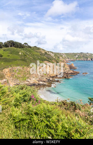 Wilde Blumen und Farnen, neben der Küste auf den Klippen oberhalb der Bucht Petit Bot auf der schönen robusten Südküste von Guernsey, Kanalinseln, Großbritannien Stockfoto
