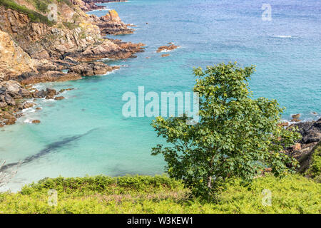 Auf der Suche nach unten von der Küste weg auf einem Baum auf den Klippen oberhalb der Bucht Petit Bot auf der schönen robusten Südküste von Guernsey, Kanalinseln, Großbritannien Stockfoto