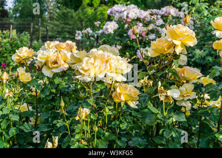 Eine Nahaufnahme eines Clusters von gelben Rosen an Point Defiance Park in Tacoma, Washington. Stockfoto