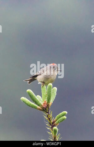 Ruby - Gekräht kinglet, Regulus calendula, im Frühjahr in Nova Scotia, Kanada gehockt, Wald Stockfoto