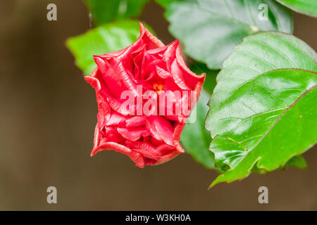 Hibiskus Knospe, Makro von Red China Rose Blume Stockfoto
