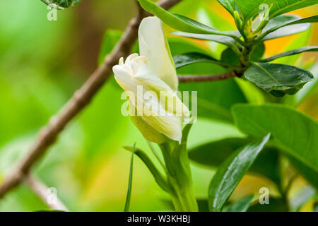 Gardenia Blütenknospe Stockfoto