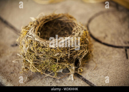 Bird's Nest auf Tisch aufgegeben, in der Nähe Stockfoto