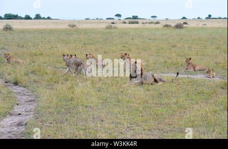 Lions gesehen, Paarung, Gähnen und schlafen in der Serengeti Nationalpark in Tansania, Afrika im Juni 2019. Stockfoto