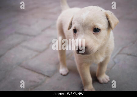 Hund liegend auf dem Boden Stockfoto