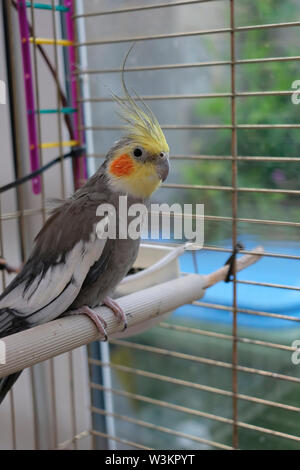Sussex, England, UK. Einen eher schäbigen kleinen Pet Bird Nymphensittich (Nymphicus hollandicus), die gerade von einem britischen Animal Sanctuary übernommen wurde Stockfoto