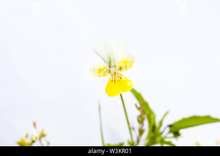 Schöne gelbe Blume auf einem weißen Hintergrund. An sonnigen Sommertagen, Blumen blühen und schöner werden. Stockfoto