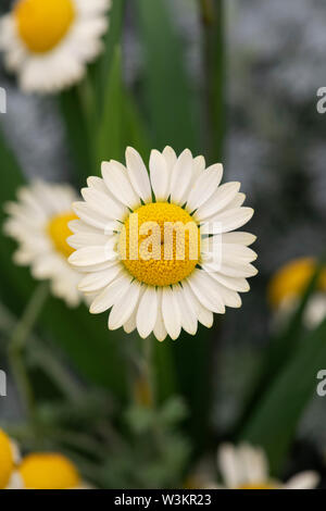 Anthemis Tinctoria 'E.C. Buxton'. Färber Kamille 'E.C. Buxton' Blumen Stockfoto