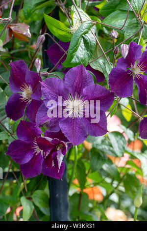 Clematis 'Etoile Violette'. Clematis 'Violet star" Stockfoto