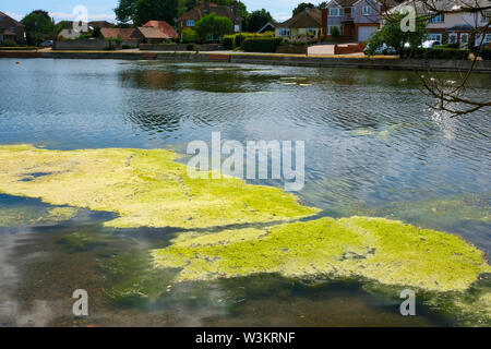 Eine große Algen blühen auf dem Wasser am Mühlenteich Gosport, Hampshire, Großbritannien Stockfoto