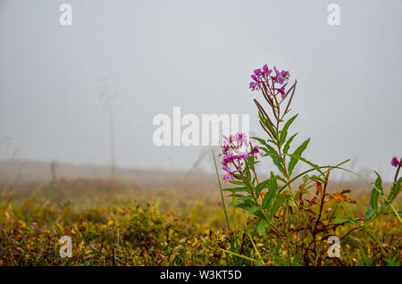 Blühende Sally oder Weide-Kraut oder Ivan Kaffee und Nebel in den Bergen Stockfoto