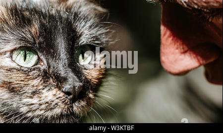 Junge erwachsene Menschen auf der Suche nach einem niedlichen, Schöne flauschige Katze. große Katze mit großen grünen Augen. Stockfoto