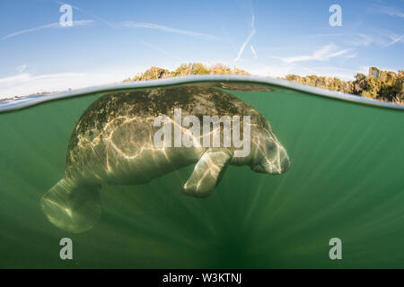 Ein Florida Manatee, Trichechus Manatus latirostris, an die Oberfläche steigt von Crystal River, Florida. Diese sirenian ist eine bedrohte Spezies. Stockfoto