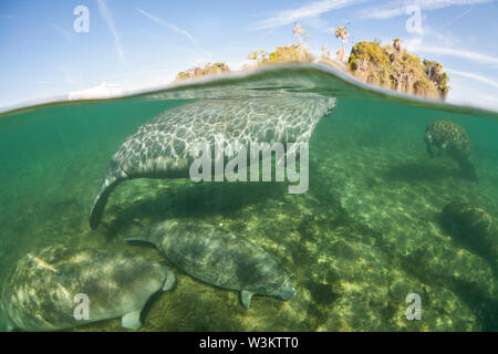 Ein Florida Manatee, Trichechus Manatus latirostris, an die Oberfläche steigt von Crystal River, Florida. Diese sirenian ist eine bedrohte Spezies. Stockfoto