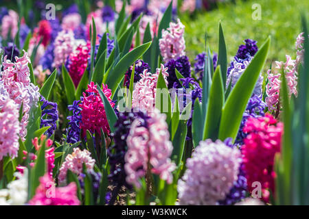 Tulpenfelder in Park Stockfoto
