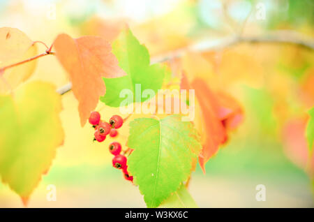 Rote Beeren und Blätter von weißdorn auf dem Baum. Herbst natürlichen Hintergrund Stockfoto