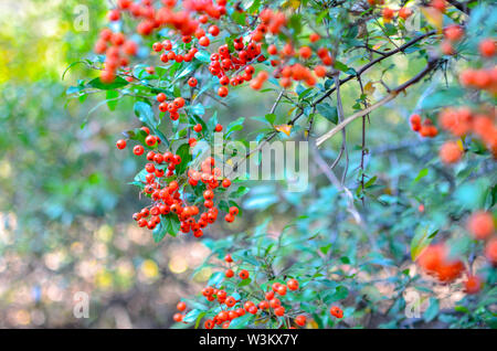 Firethorn Holzbär coccinea Beeren im Herbst Saison. Orange, Rot oder Gelb holzbär Beeren im Herbst Saison. Stockfoto