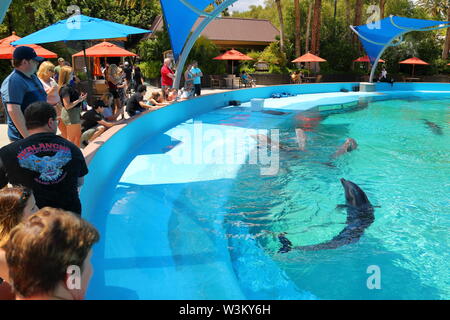 In Siegfried & Roy's Secret Garden im Mirage, wo Delfine unterhaltsam sind Touristen, Las Vegas, Nevada, USA Stockfoto