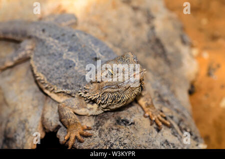 Die Östliche Bartagame Eidechse auch als gemeinsame Bartagamen, bekannt oder einfach bärtigen Lizard (Pogona Lanceolata) Stockfoto