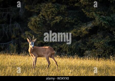 Reh stehend auf Wiese, Wald Fichte ist im Hintergrund. (CTK Photo/Roman Krompolc) Stockfoto