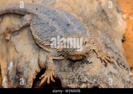 Die Östliche Bartagame Eidechse auch als gemeinsame Bartagamen, bekannt oder einfach bärtigen Lizard (Pogona Lanceolata) Stockfoto