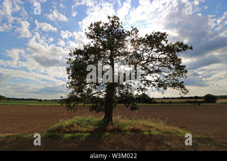 Eiche in gepflügten Feldes in die Landschaft von Surrey. Feld brachgelegt, den Boden zu ruhen. England UK. Stockfoto