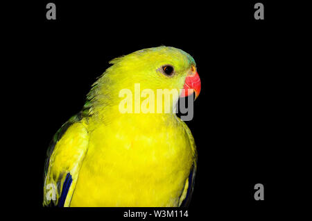 Das Regent Parrot oder Rock pebbler (Polytelis anthopeplus) Stockfoto