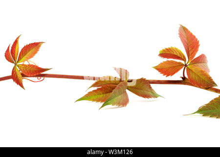 Multicolor Herbst Zweig der Trauben Blätter, parthenocissus subtomentosa Laub. Auf weissem Hintergrund. Nahaufnahme. Stockfoto