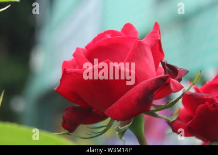 In der Nähe von großen, hellen Rot in einer Pflanze Rose, vor dem Gebäude, an einem hellen Tag Stockfoto