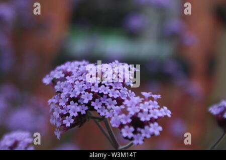 In der Nähe der hübschen, Flieder kleine Blüten vor einem Busch, auf einer Auffahrt, an einem sonnigen Tag Stockfoto