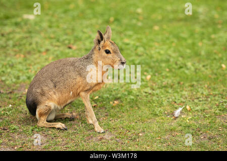 Eine Patagonenkappe (Dolichotis patagonum), die auf dem Gras sitzt. Stockfoto