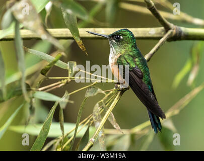 Nahaufnahme der weiblichen hummingbird Violett-tailed Sylph hocken auf einem Zweig, Mindo, Ecuador. Der wissenschaftliche Name dieser Vogel ist Aglaiocercus coelestis. Stockfoto