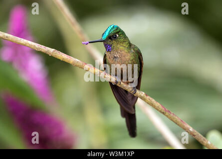 Nahaufnahme der weiblichen hummingbird Violett-tailed Sylph hocken auf einem Zweig, Mindo, Ecuador. Der wissenschaftliche Name dieser Vogel ist Aglaiocercus coelestis. Stockfoto