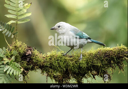 Nahaufnahme eines schönen Vogel, blau-grauen Tanager hocken auf einem Bemoosten Niederlassung in Mindo, Ecuador. Der wissenschaftliche Name dieser Tanager ist Thraupis episcopus. Stockfoto