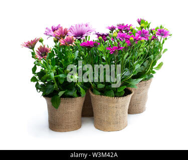 Gruppe von farbigen daisy flowers in den kleinen Töpfen dekoriert mit Sack isoliert auf weißem Stockfoto