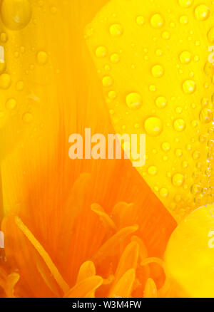 Gelb und Orange poppy flower Head super in der Nähe der Staubgefäße und Wassertropfen mit einer großen Pfütze von Wasser und Reflexionen. Natur in Makro mit Garten Stockfoto
