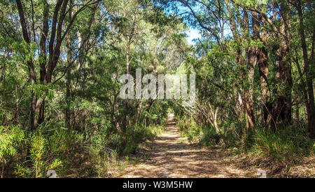 Yalgorup Nationalpark in der Nähe von Mandurah, Western Australia Stockfoto