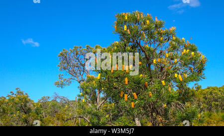 Yalgorup Nationalpark in der Nähe von Mandurah, Western Australia Stockfoto