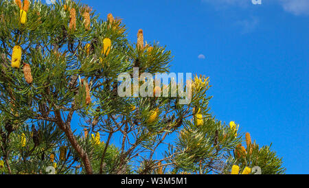 Yalgorup Nationalpark in der Nähe von Mandurah, Western Australia Stockfoto