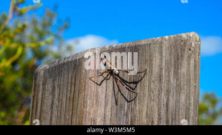 Yalgorup Nationalpark in der Nähe von Mandurah, Western Australia Stockfoto