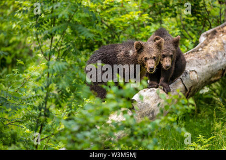 Cute braun Grizzly bear cubs Ursus arctos spielen in den dichten Busch auf umgefallene Baum mit frischem Gras um im tiefen Wald. Wildlife Fotografie Szene Stockfoto