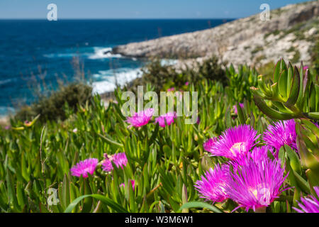 Kleine rosa Carpobrotus sp. flowres wachsen auf dem felsigen Ufer in Porto Limnionas, Zakynthos Zakynthos Insel, Griechenland Stockfoto