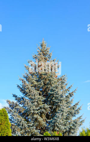 Blaue Fichte (Picea pungens) allein stehend, blauer Himmel, mit Kegel Stockfoto