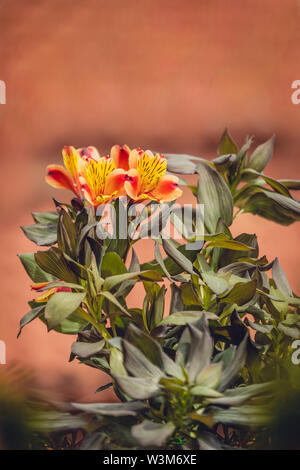 Eine Bush von orange Alstromeria Flowers, Orange Herrlichkeit in einem Garten in Nordgriechenland Stockfoto