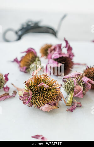 Kräutertee getrocknete Echinacea Purpurea bereit zu verwenden. Organisches Produkt. Stockfoto